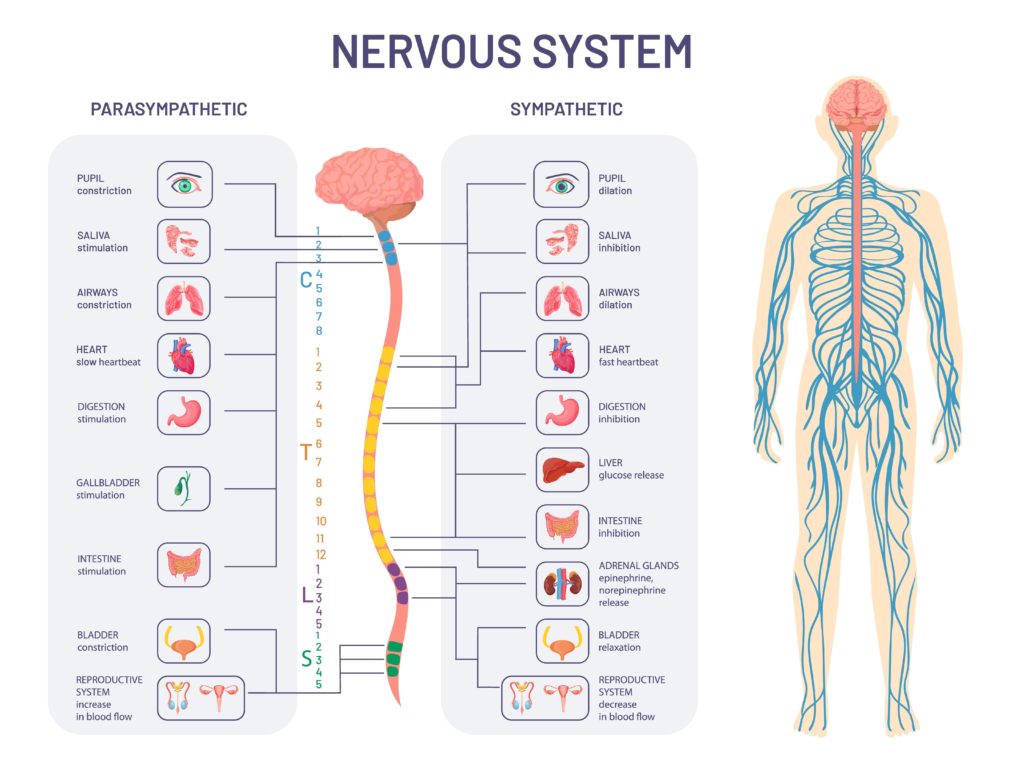 sistema nervioso y fisiología de la miccion fisiogds